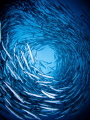   Perfect Storm  